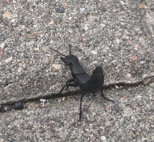 Devil's Coach Horse Beetle