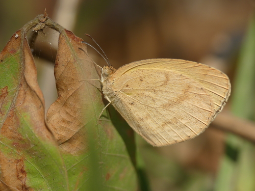 Broad-bordered Grass Yellow