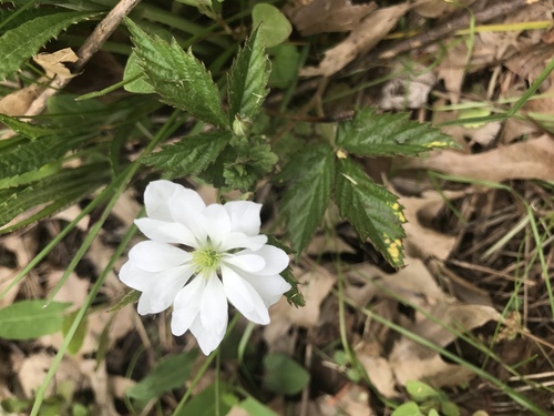 Rubus flagellaris iNat (1)