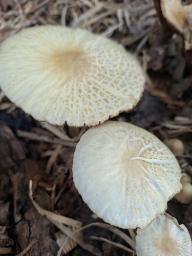 wrinkled fieldcap