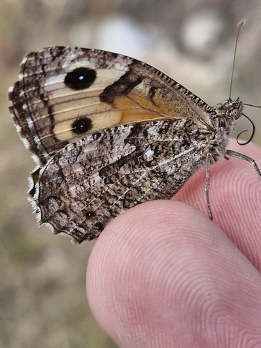 Grayling