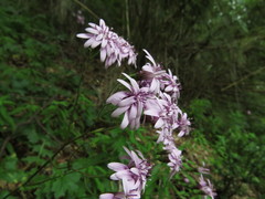 Calorezia prenanthoides