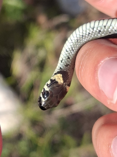 grass snake