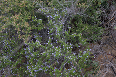 Ceanothus foliosus medius