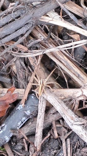 European Nursery Web spider