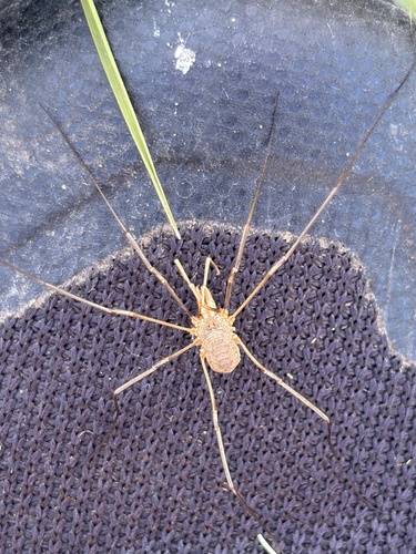 European Harvestman