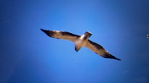 Booted Eagle
