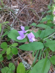 Lathyrus nevadensis