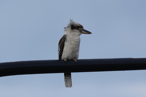 Laughing Kookaburra