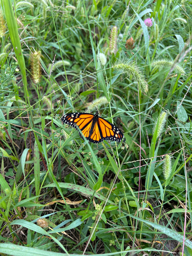 Monarch