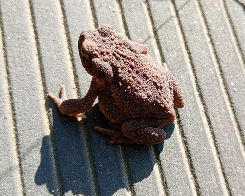 European Toad