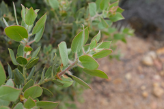 Arctostaphylos pilosula