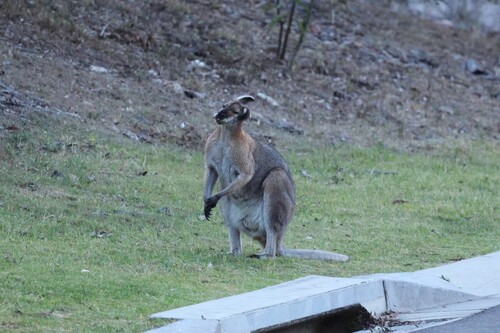 Red-necked Wallaby