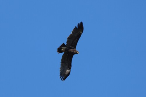 Greater Spotted Eagle