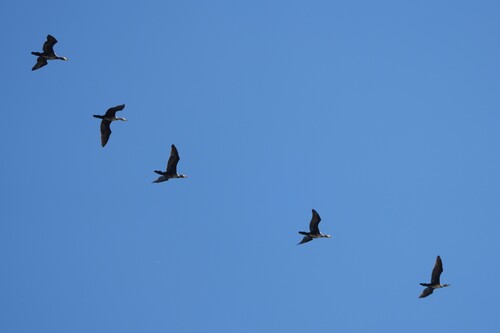 Great Cormorant