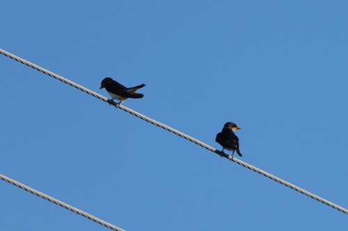 Barn Swallow