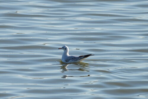 Black-headed Gull