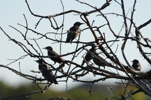 European Starling