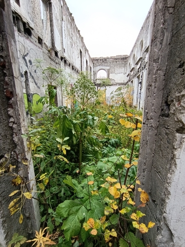Heracleum sosnowskyi, photograph 5