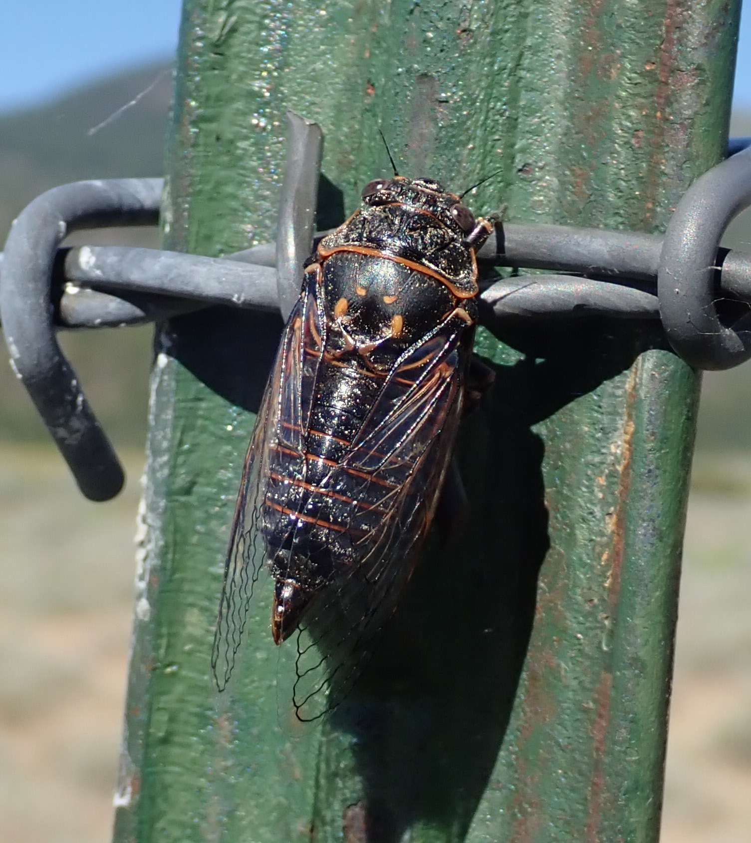 Rocky Mountain Cicada (Okanagana occidentalis) · iNaturalist