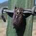 Rocky Mountain Cicada - Photo (c) Jeff Cole, some rights reserved (CC BY-NC), uploaded by Jeff Cole