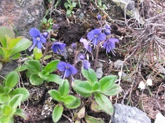 Veronica grandiflora