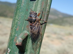 Okanagana occidentalis