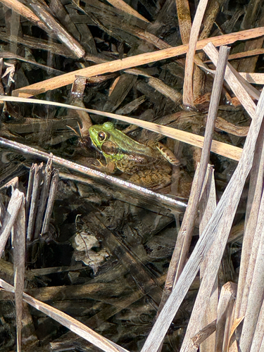 Green Frog