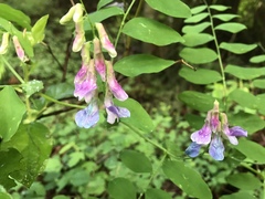 Lathyrus nevadensis