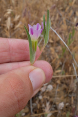 Clarkia purpurea viminea