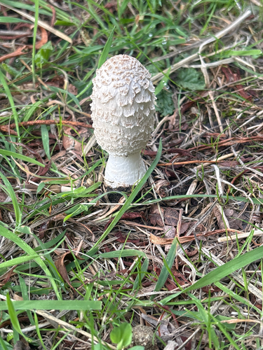 Shaggy Mane