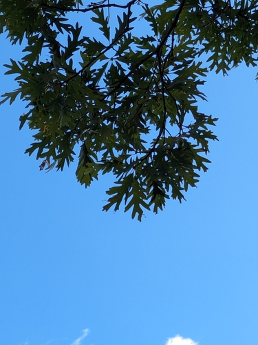 white oak
