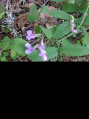 Lathyrus nevadensis