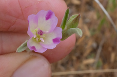 Clarkia purpurea viminea