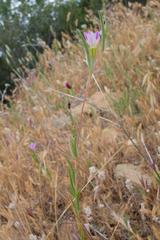 Clarkia purpurea viminea