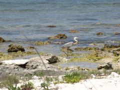 Ardea herodias occidentalis × wardi
