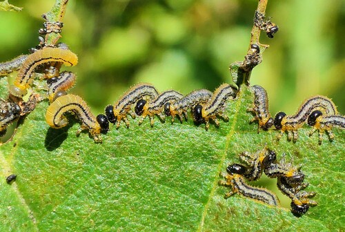 striped alder sawfly
