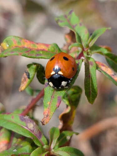 Seven-spotted Lady Beetle