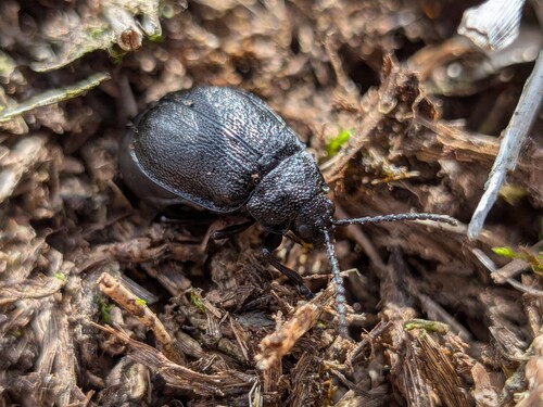 black-punctured leaf beetle