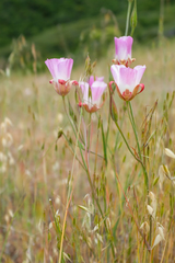 Calochortus simulans
