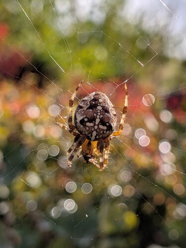 Cross Orbweaver