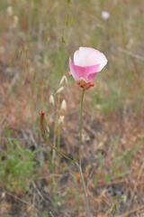 Calochortus simulans