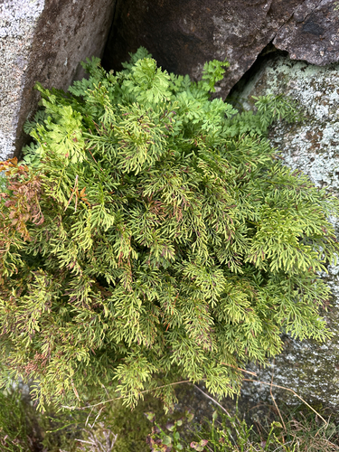 Cryptogramma crispa, photograph 1