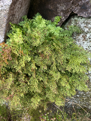 Cryptogramma crispa, photograph (c) Joshua Taylor, some rights reserved (CC BY)