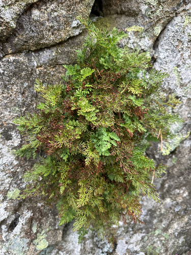 Cryptogramma crispa, photograph 2