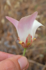 Calochortus simulans