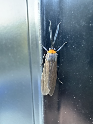 Yellow-collared Scape Moth