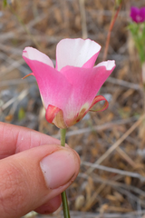 Calochortus simulans