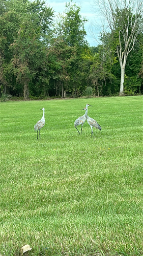 Sandhill Crane