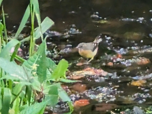 Grey Wagtail